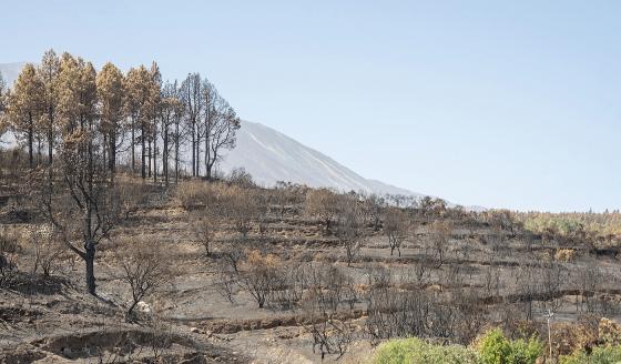 Los Realejos etter brannen