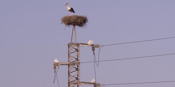 stork kraftmast