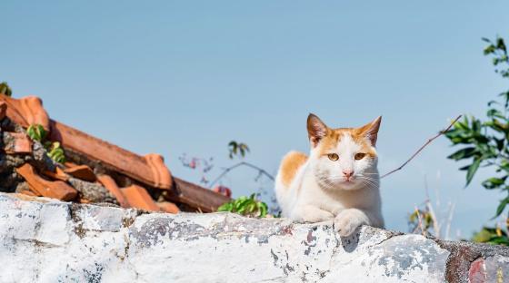 Kanariøyene_Dyrevern_Katt på mur