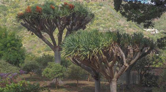 Dracaena tamaranae dragetre