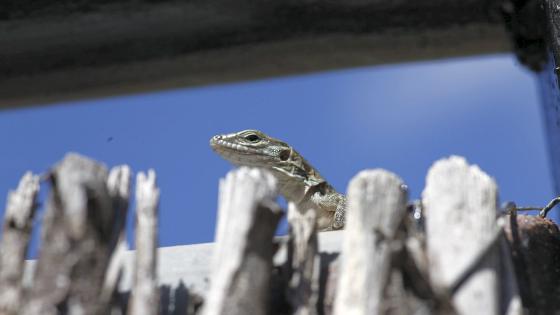 Ungt eksemplar av Gran Canarias kjempeøgle (Gallotia Stehlini)