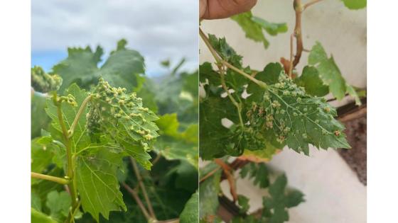 Daktulosphaira vitifoliae på drueplanter