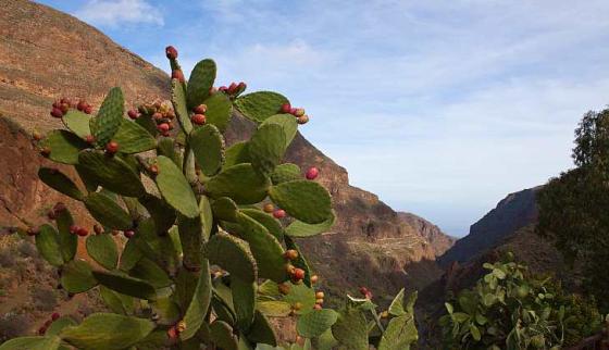 Guayadeque, Gran Canaria. Foto: Hugo Ryvik