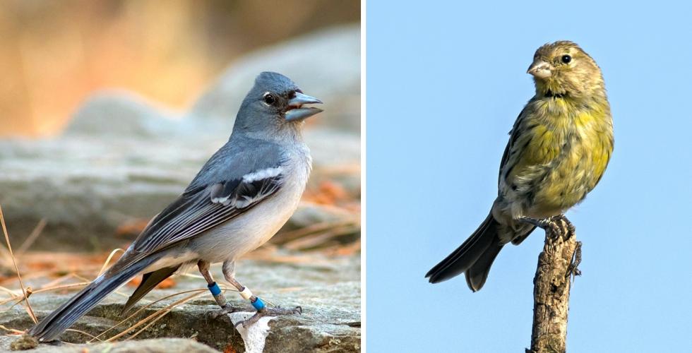 Blåfink og vill kanarifugl