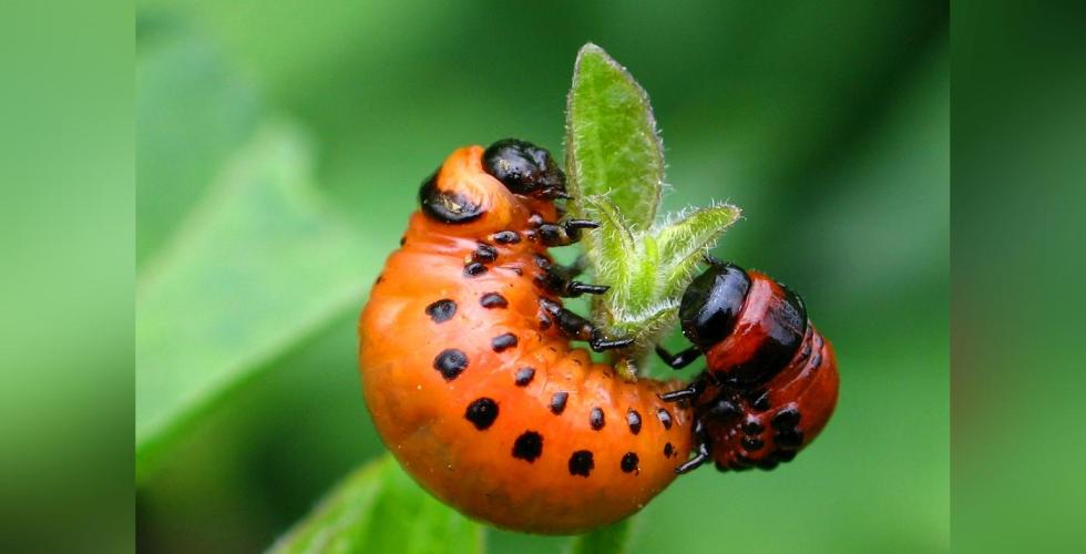 Larve av Koloradobille (Leptinotarsa decemlineata)