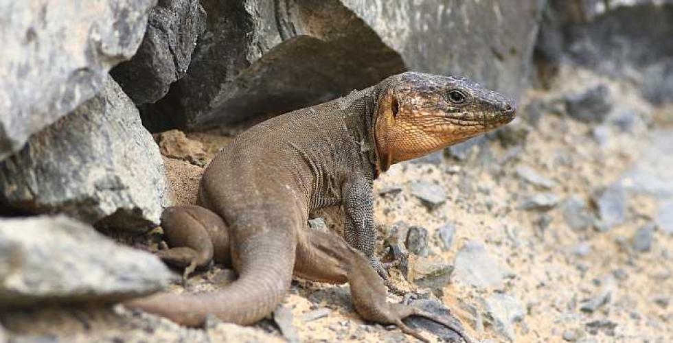 Kanariøyene_Flora_Fauna_ Lagartao Gigante de Gran Canaria kan bli 80 centimeter lang fra snute til haletipp.