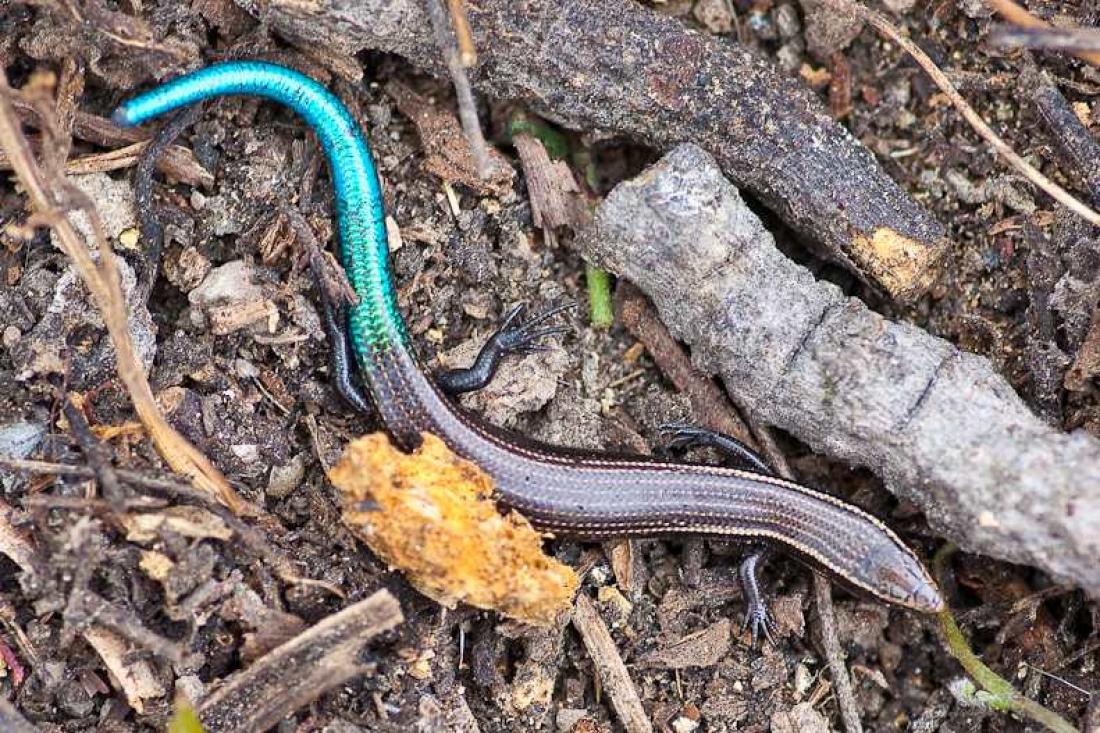 Blåhalet skink