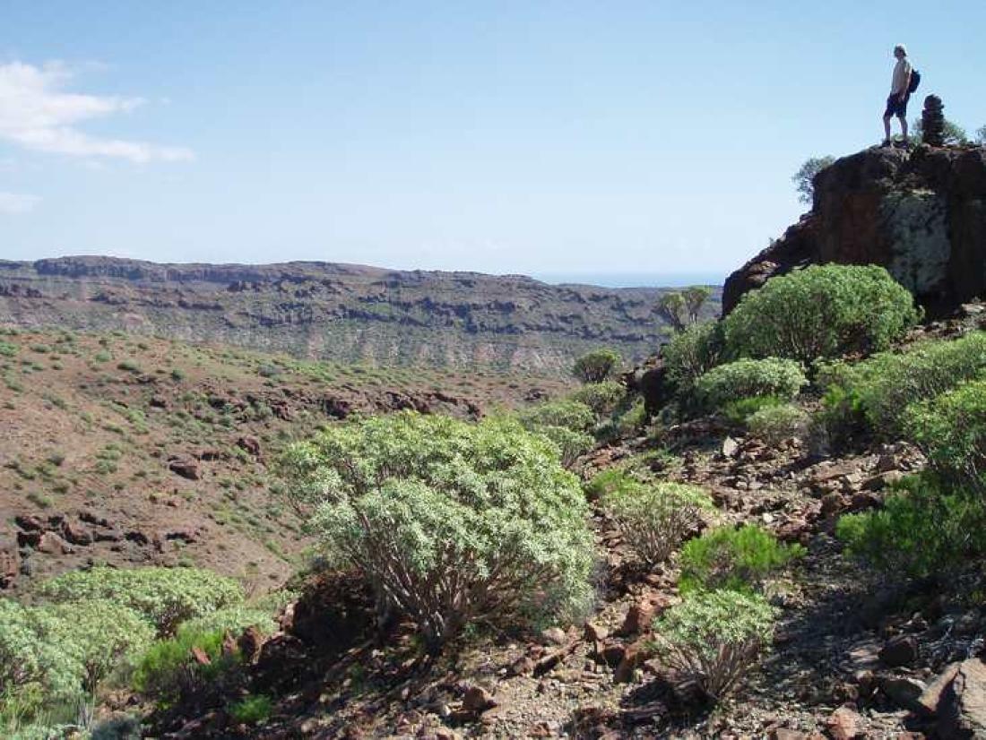 Tabaibales, Veneguera